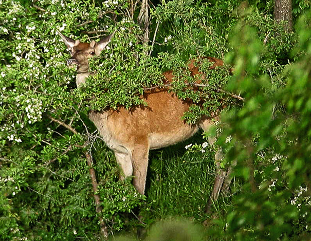 PASSIONE PER IL CERVO